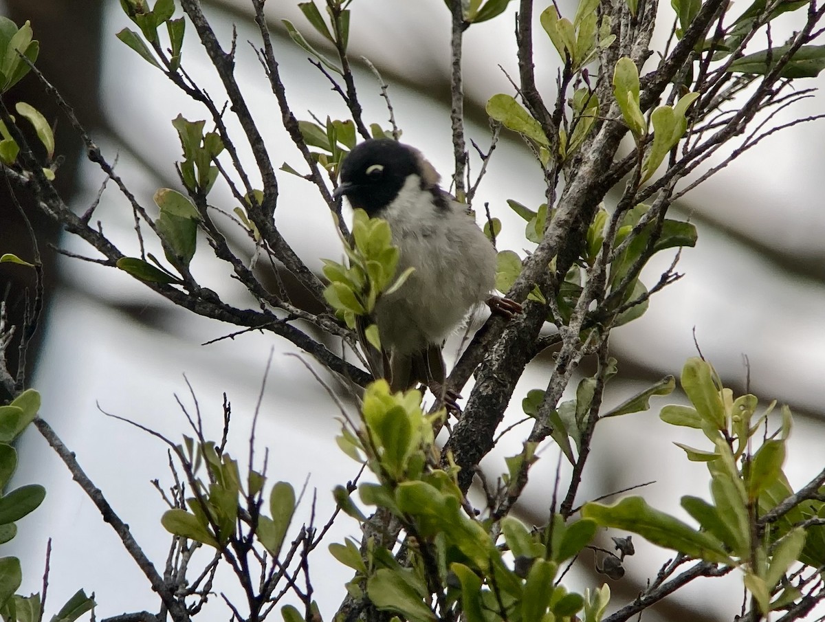 Black-headed Honeyeater - ML623602319