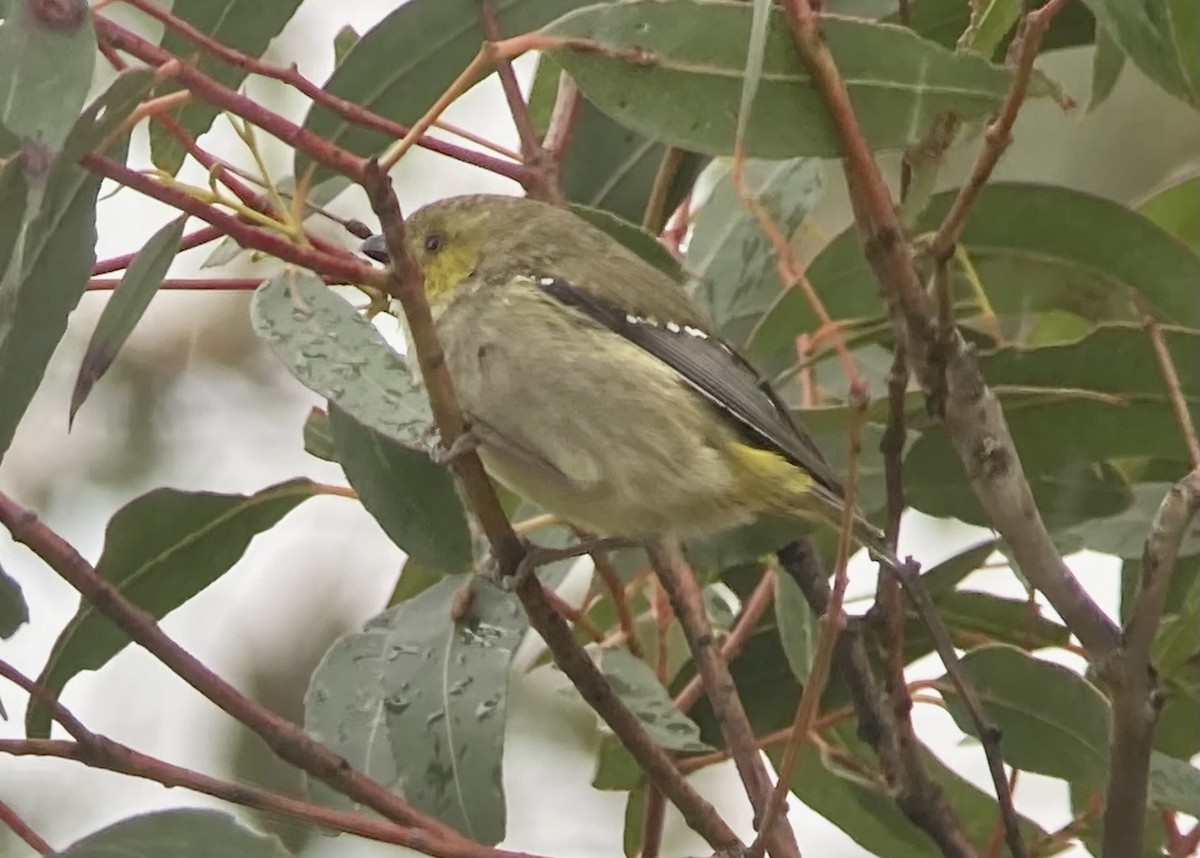 Forty-spotted Pardalote - ML623602331