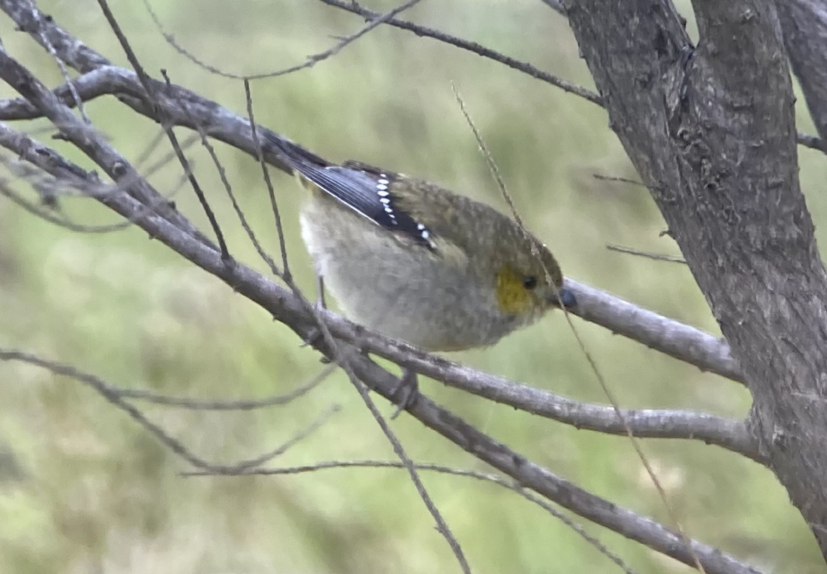 Forty-spotted Pardalote - ML623602335