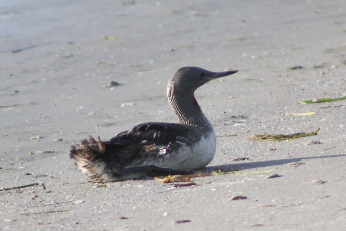 Red-throated Loon - ML623602378