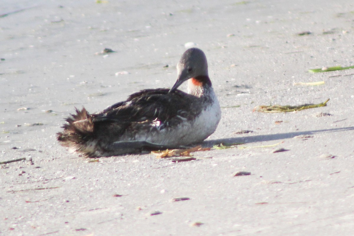 Red-throated Loon - ML623602379