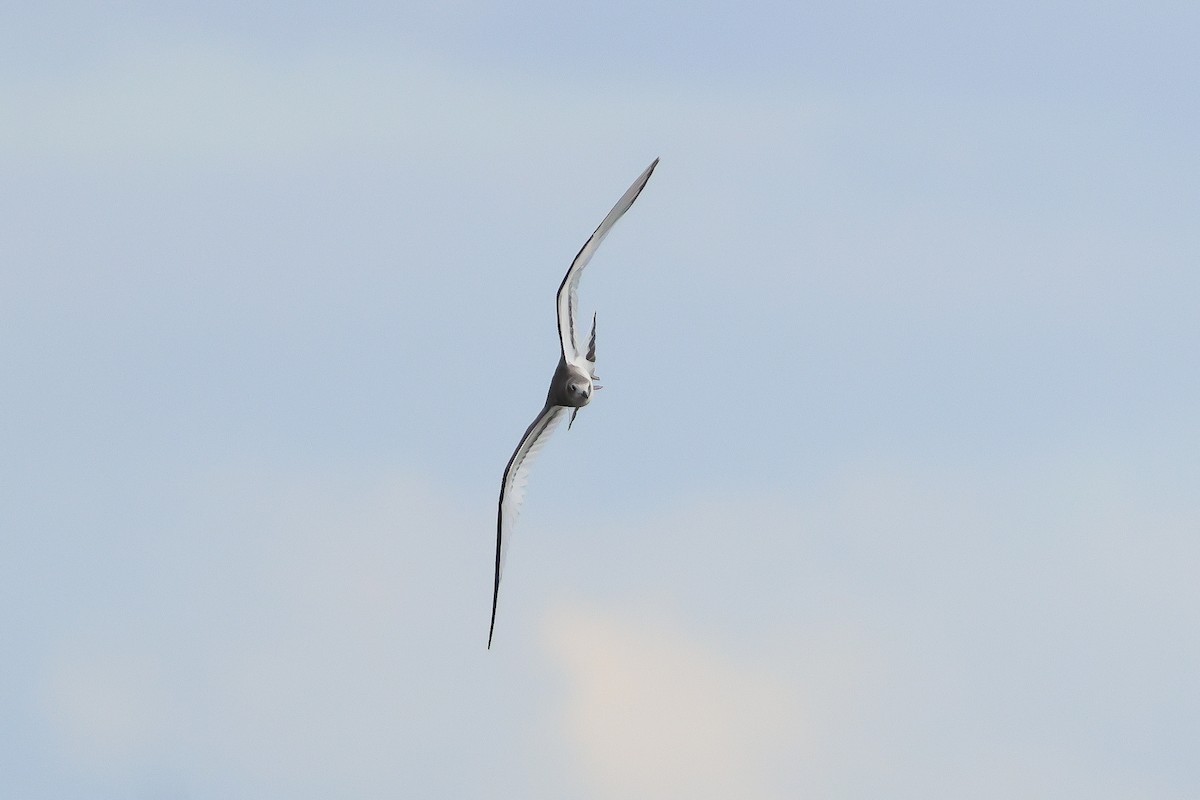 Sabine's Gull - Zbigniew Kajzer