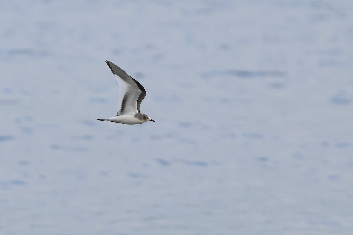 Sabine's Gull - Zbigniew Kajzer