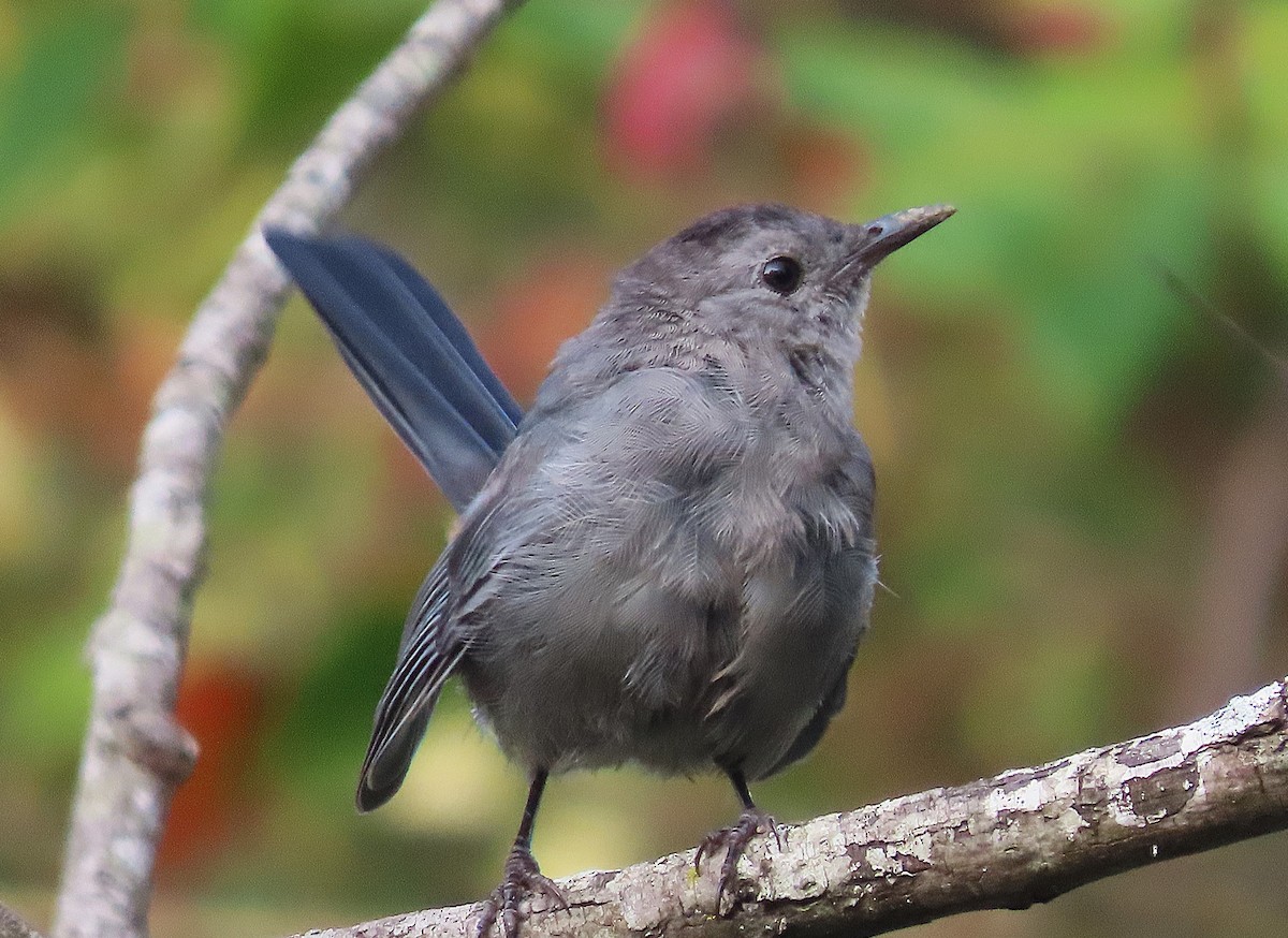 Gray Catbird - ML623602426