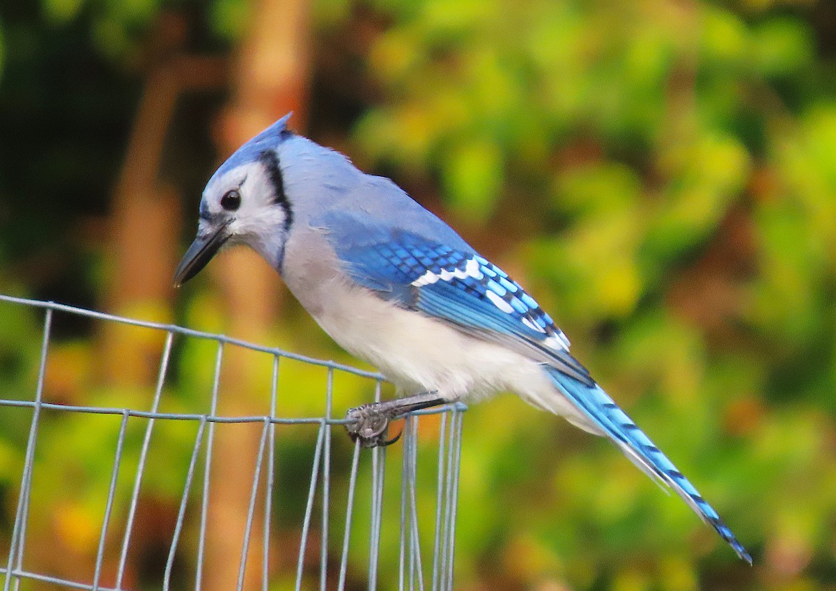 Blue Jay - ML623602431