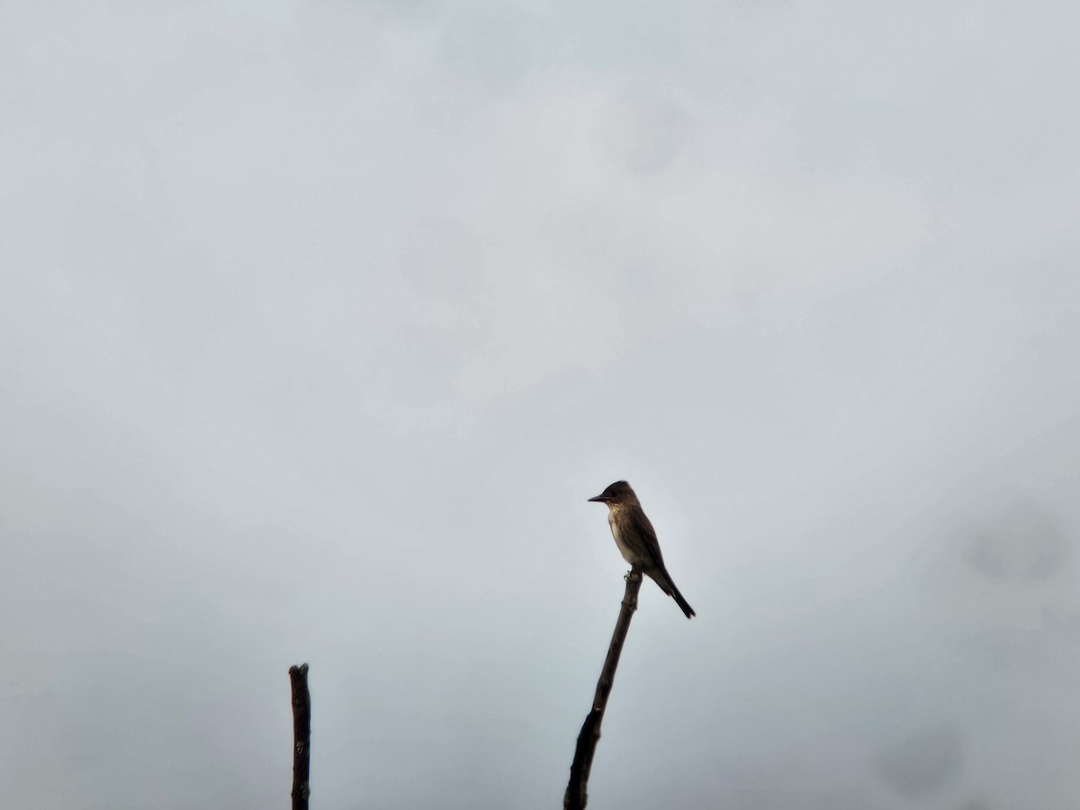 Olive-sided Flycatcher - ML623602436