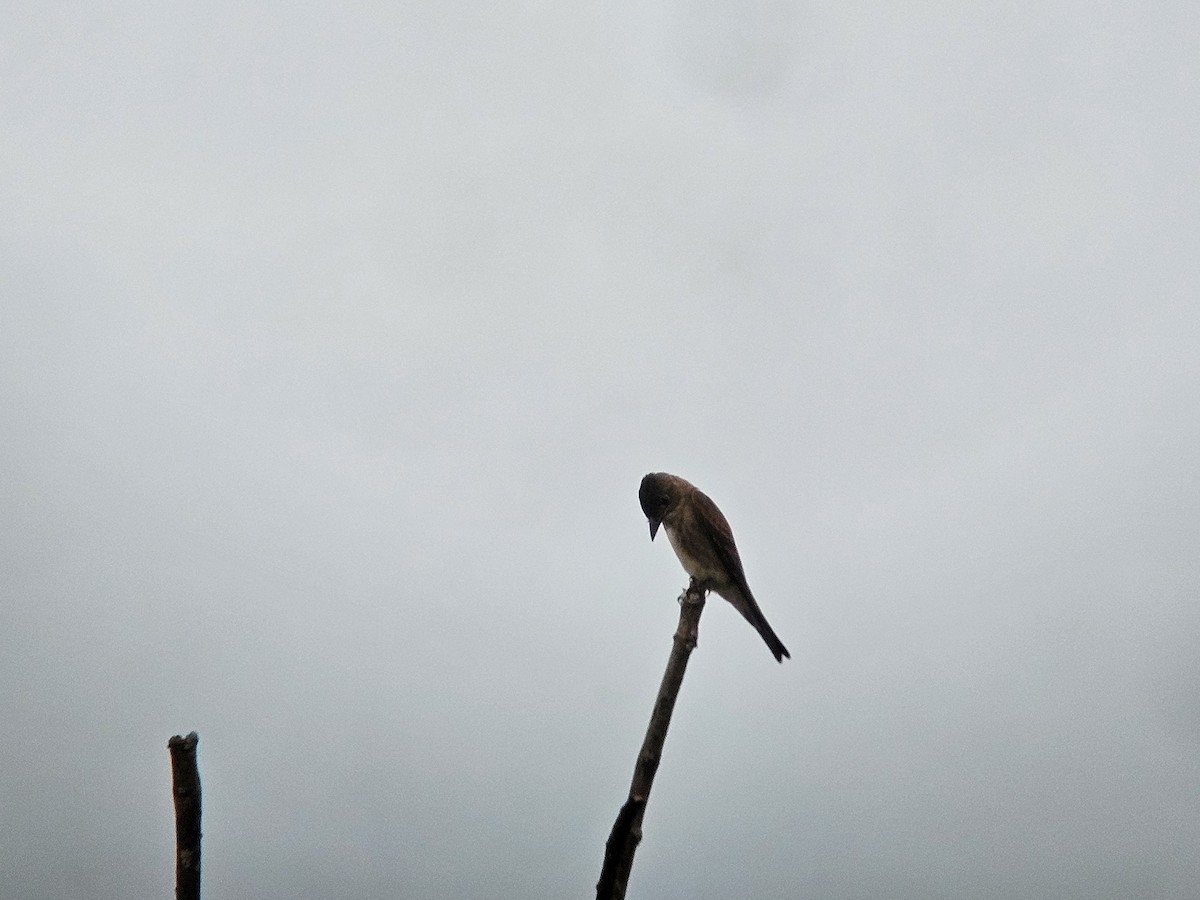 Olive-sided Flycatcher - ML623602437