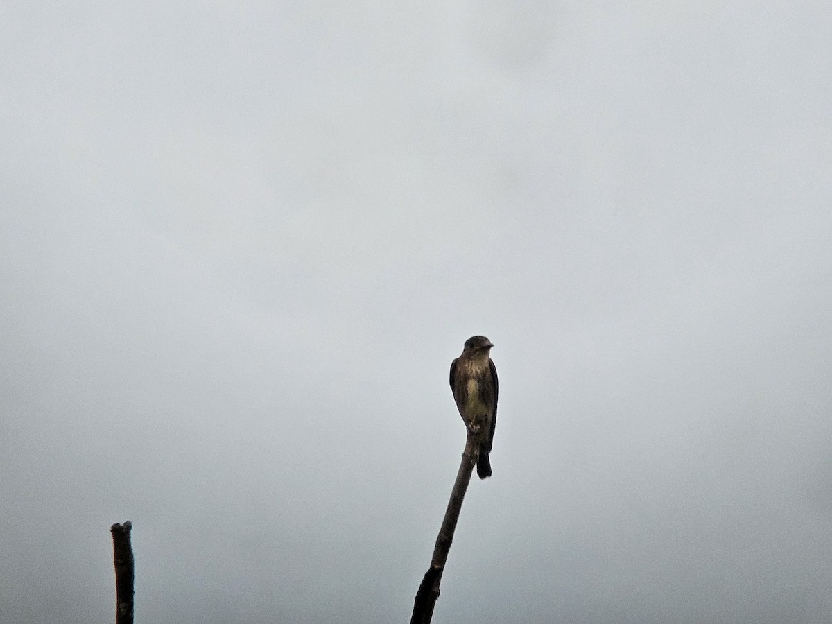 Olive-sided Flycatcher - ML623602438