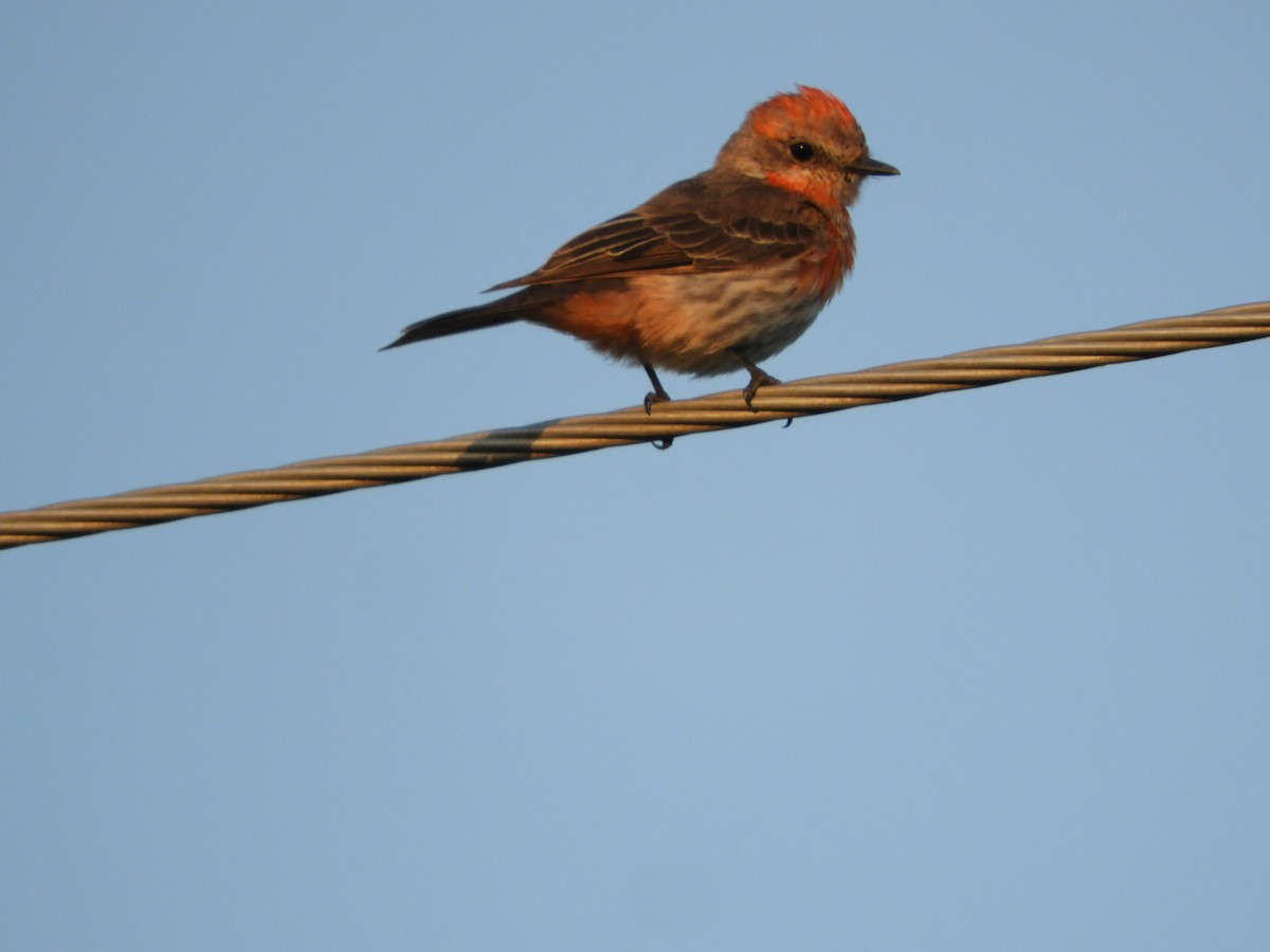 Vermilion Flycatcher - ML623602462