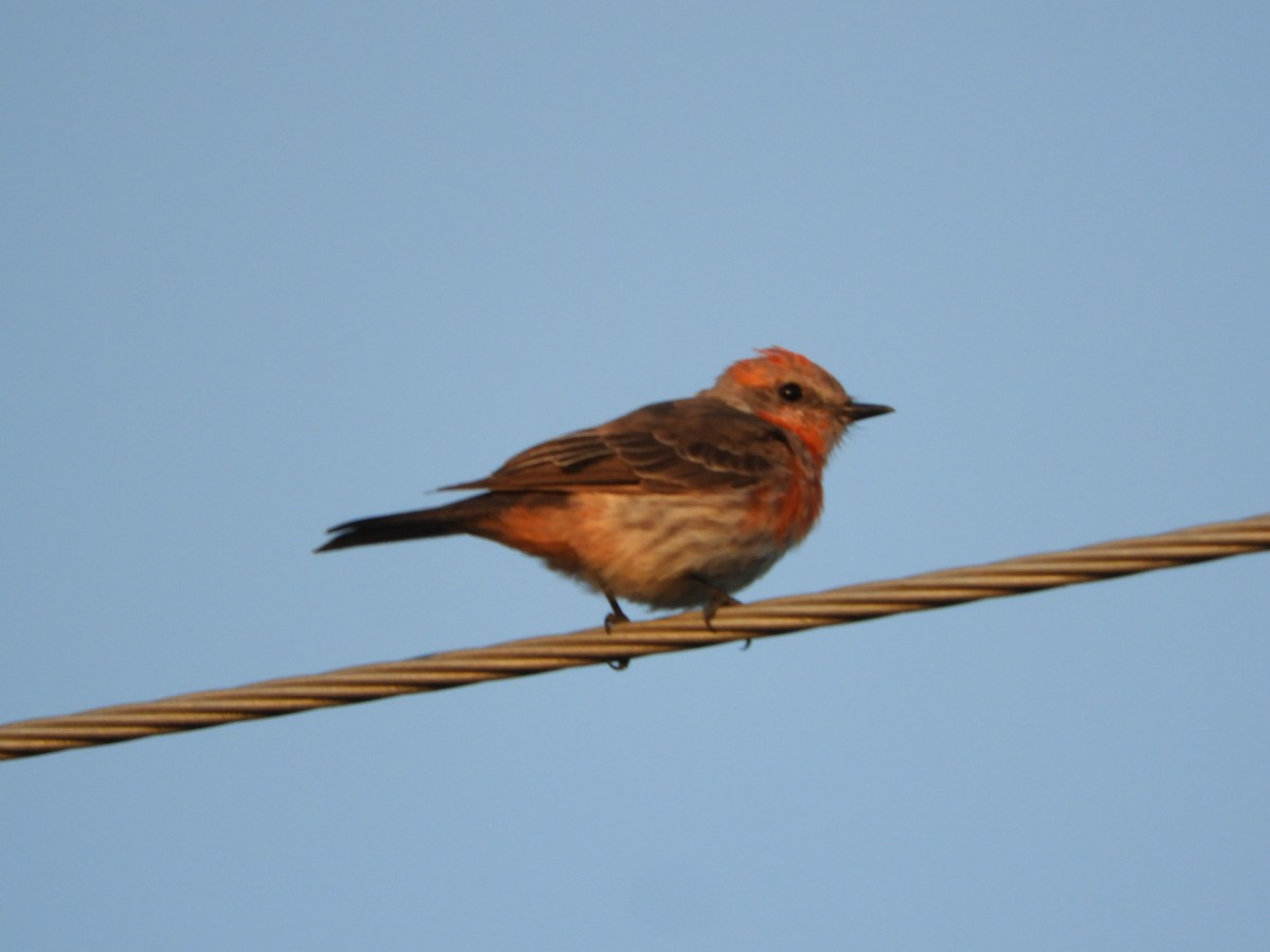 Vermilion Flycatcher - ML623602463