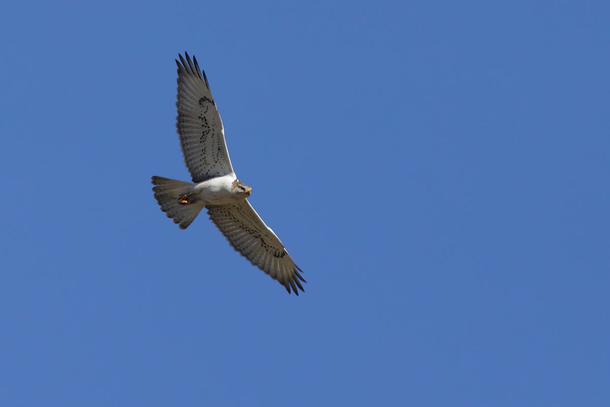 Ferruginous Hawk - ML623602477