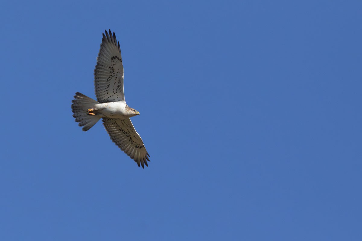 Ferruginous Hawk - ML623602478