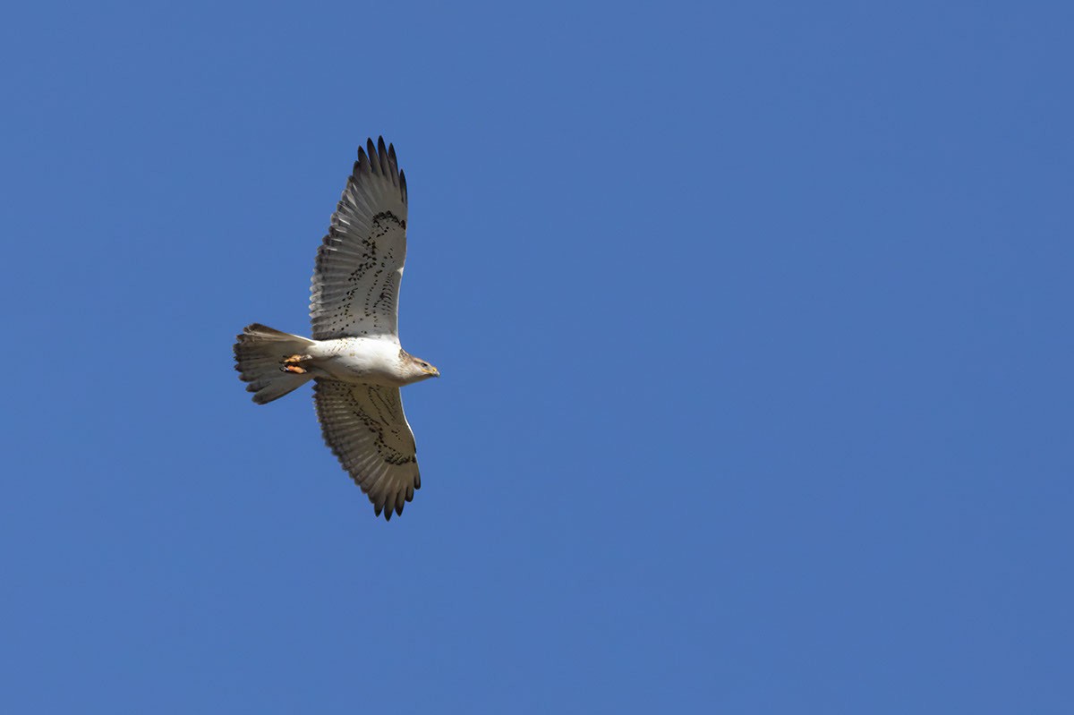 Ferruginous Hawk - ML623602479