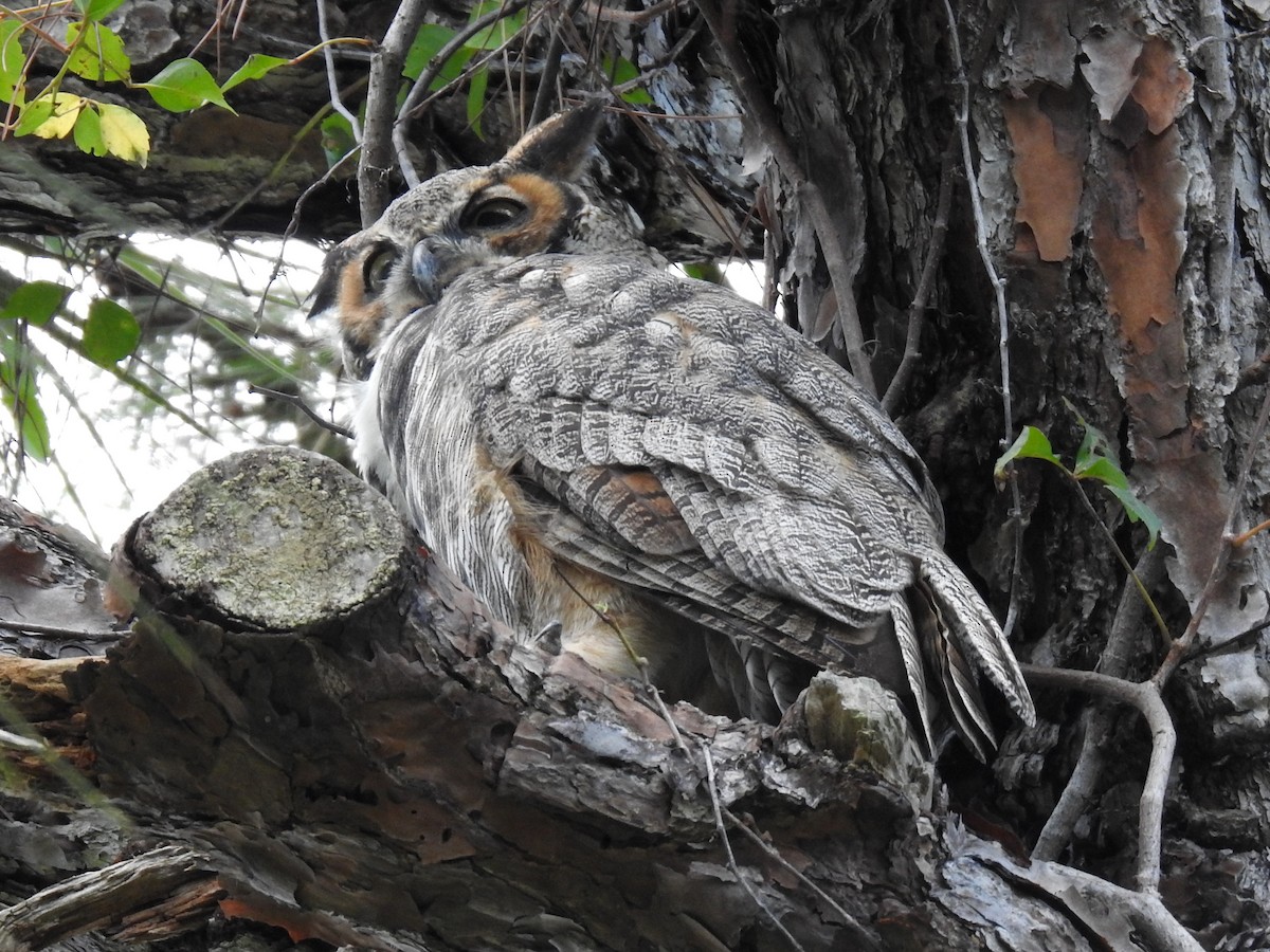 Great Horned Owl - ML623602509