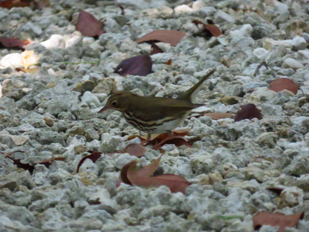 Ovenbird - Jeanne Kaufman