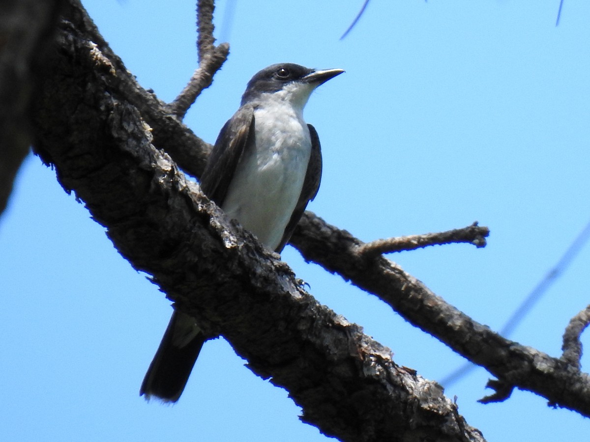 Eastern Kingbird - ML623602521