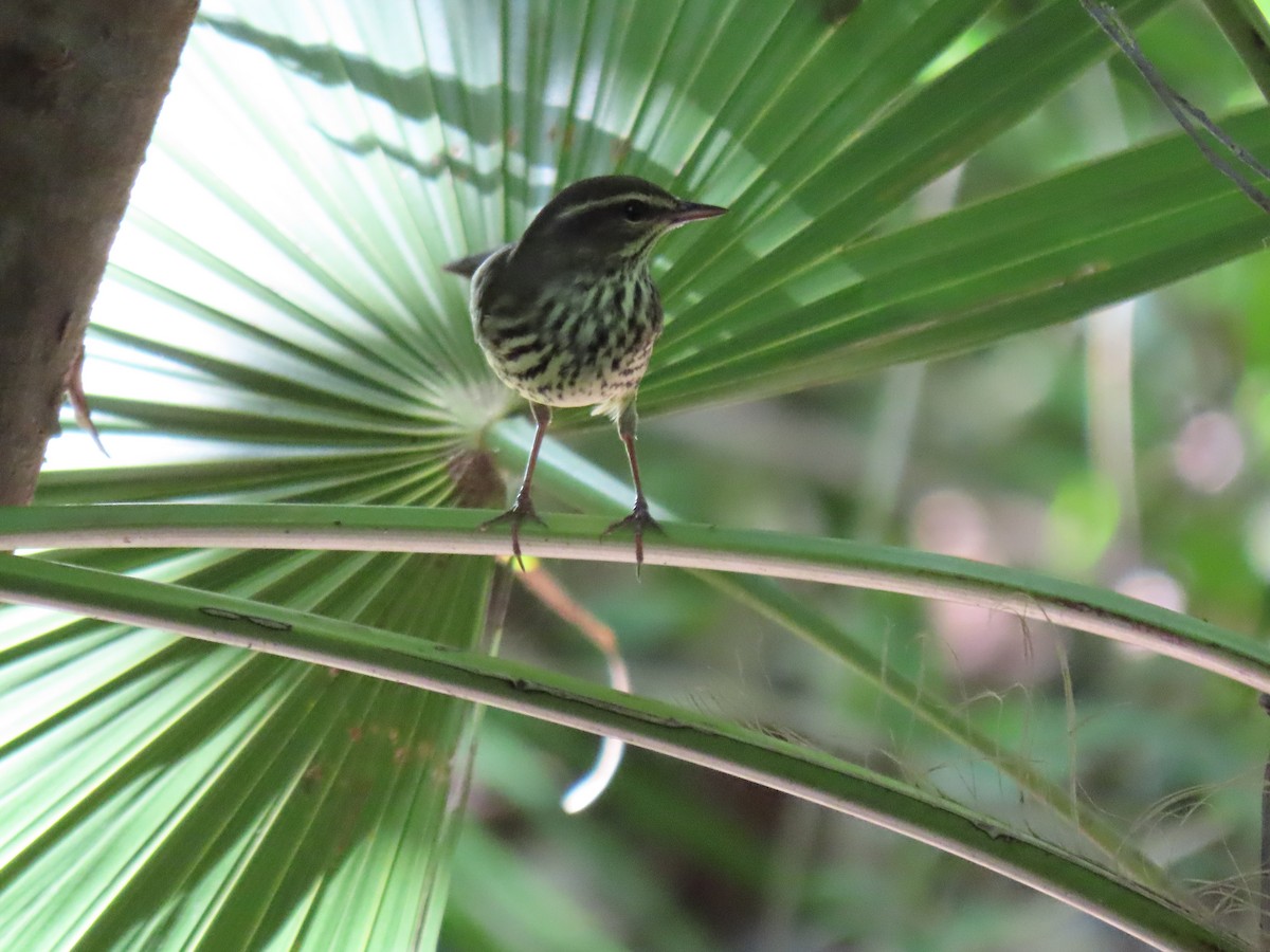 Northern Waterthrush - ML623602528