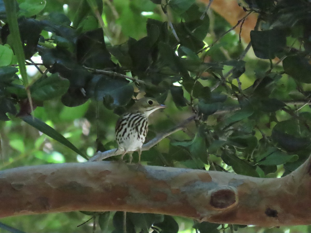 Ovenbird - ML623602532