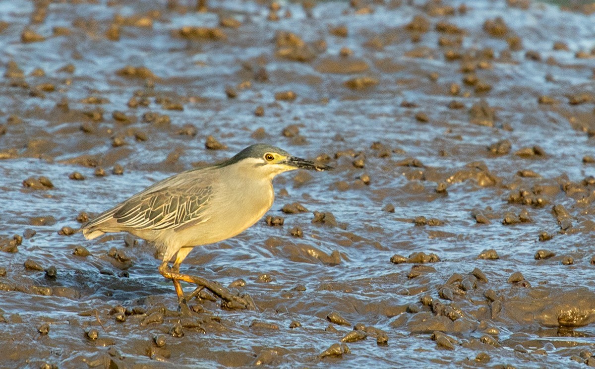 Striated Heron - ML623602561