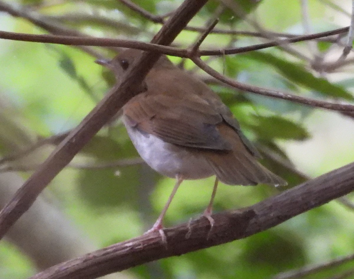 Veery - ML623602587