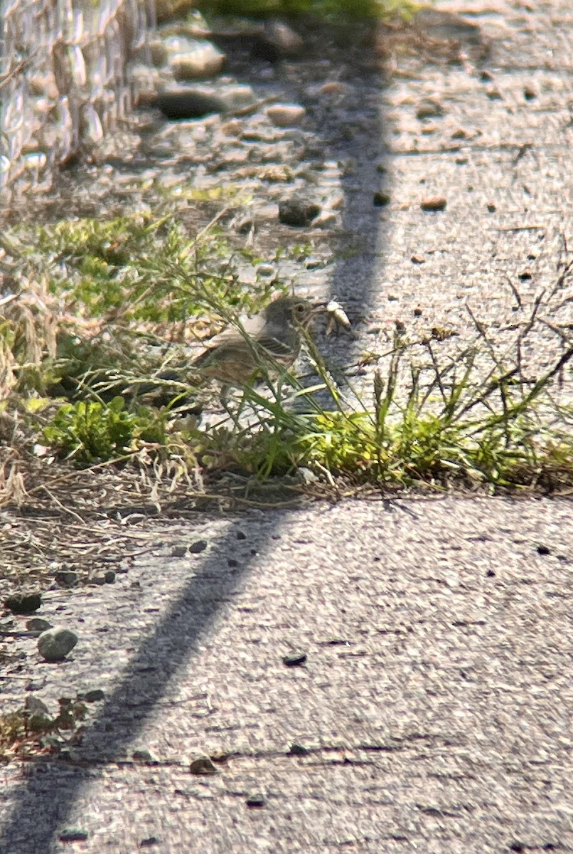 Sage Thrasher - ML623602606