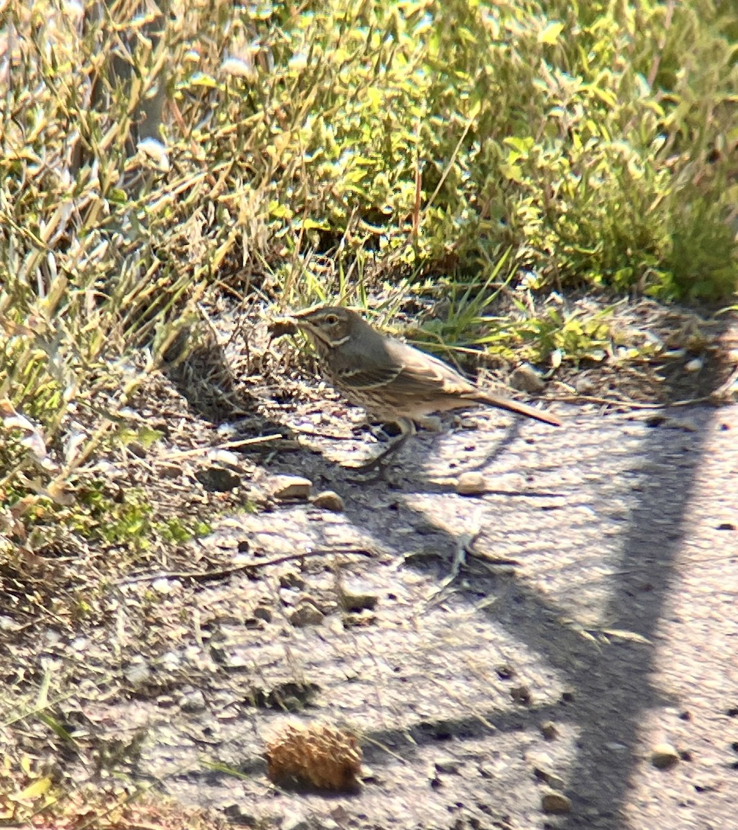 Sage Thrasher - ML623602607