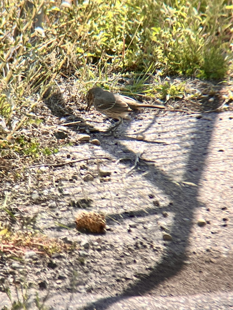 Sage Thrasher - ML623602608