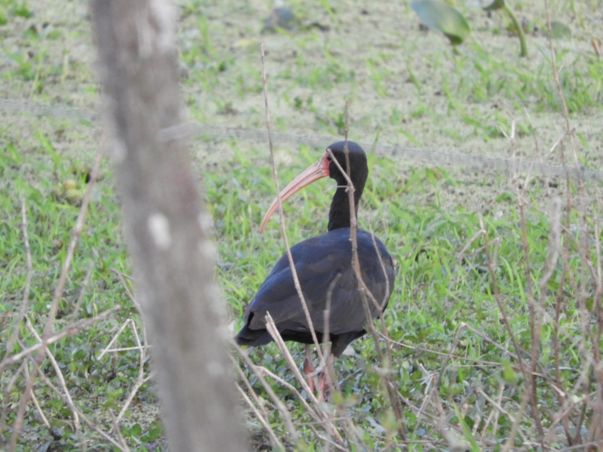 Bare-faced Ibis - ML623602611