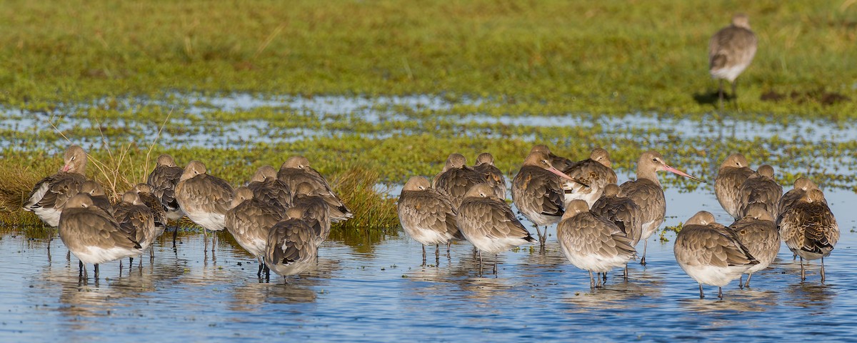 Black-tailed Godwit (islandica) - ML623602631