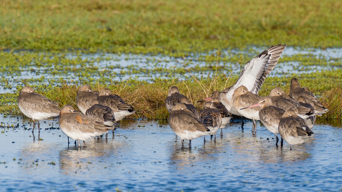 Black-tailed Godwit (islandica) - ML623602644