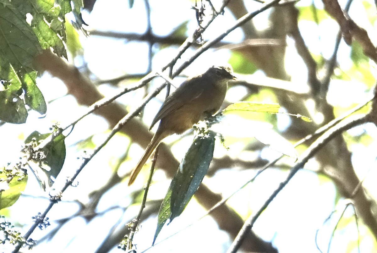 Shelley's Greenbul (Kakamega) - ML623602648