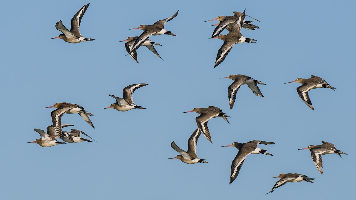 Black-tailed Godwit (islandica) - ML623602653