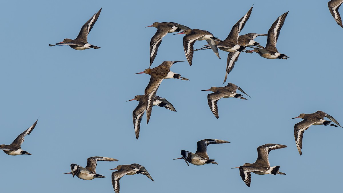 Black-tailed Godwit (islandica) - ML623602660