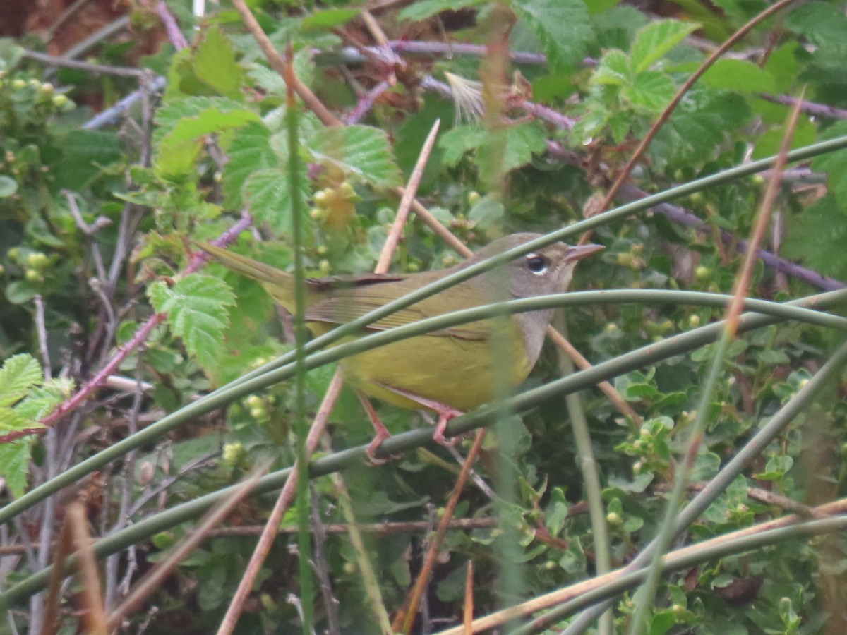 MacGillivray's Warbler - ML623602667