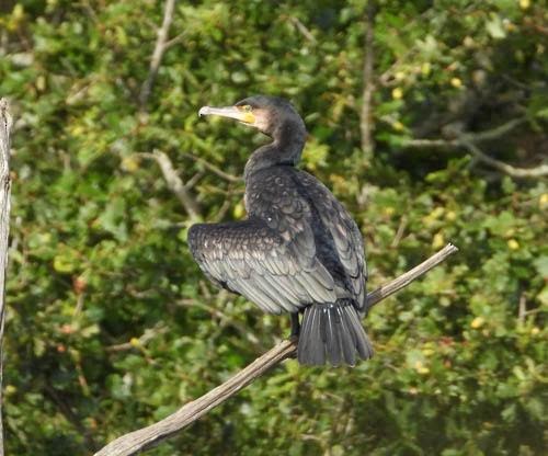 Cormorán Grande - ML623602689