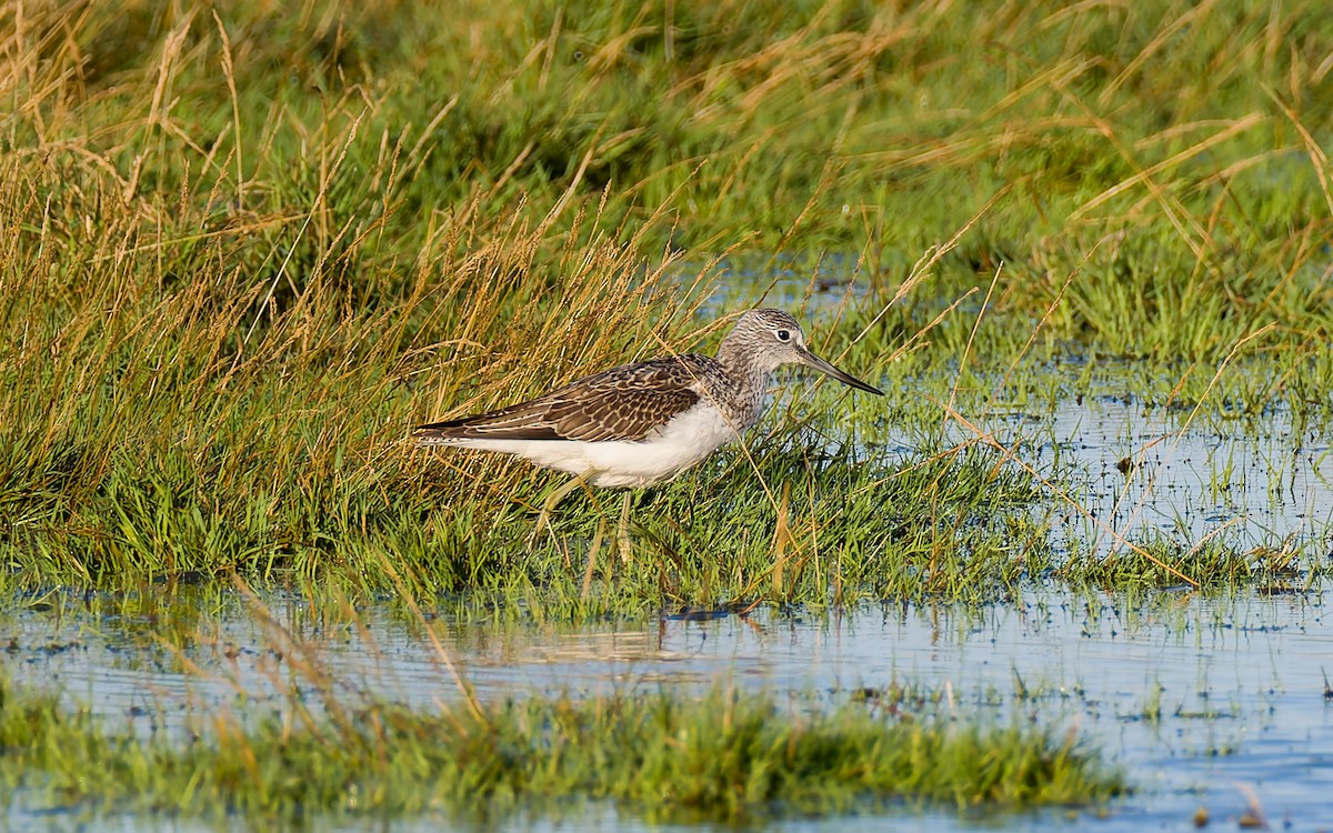 Common Greenshank - ML623602742