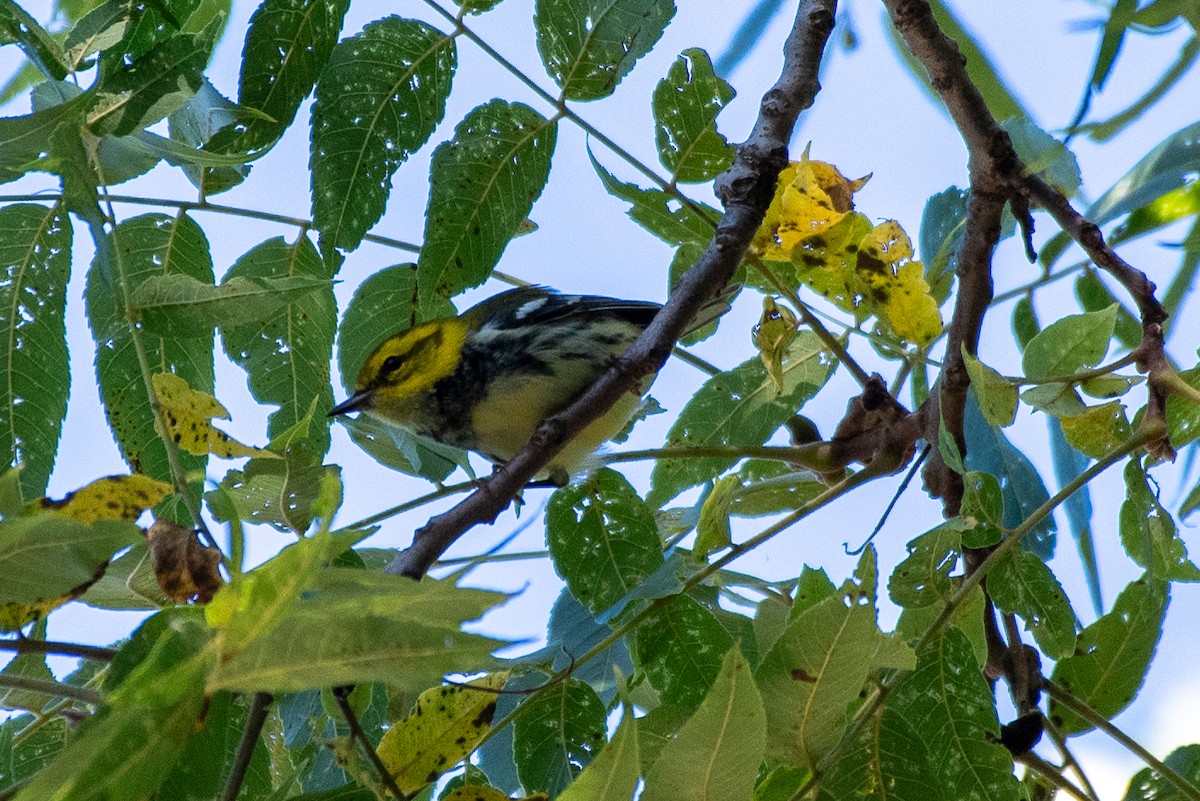 Black-throated Green Warbler - ML623602743