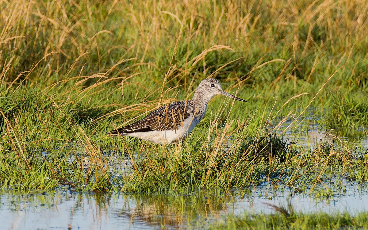 Common Greenshank - ML623602744