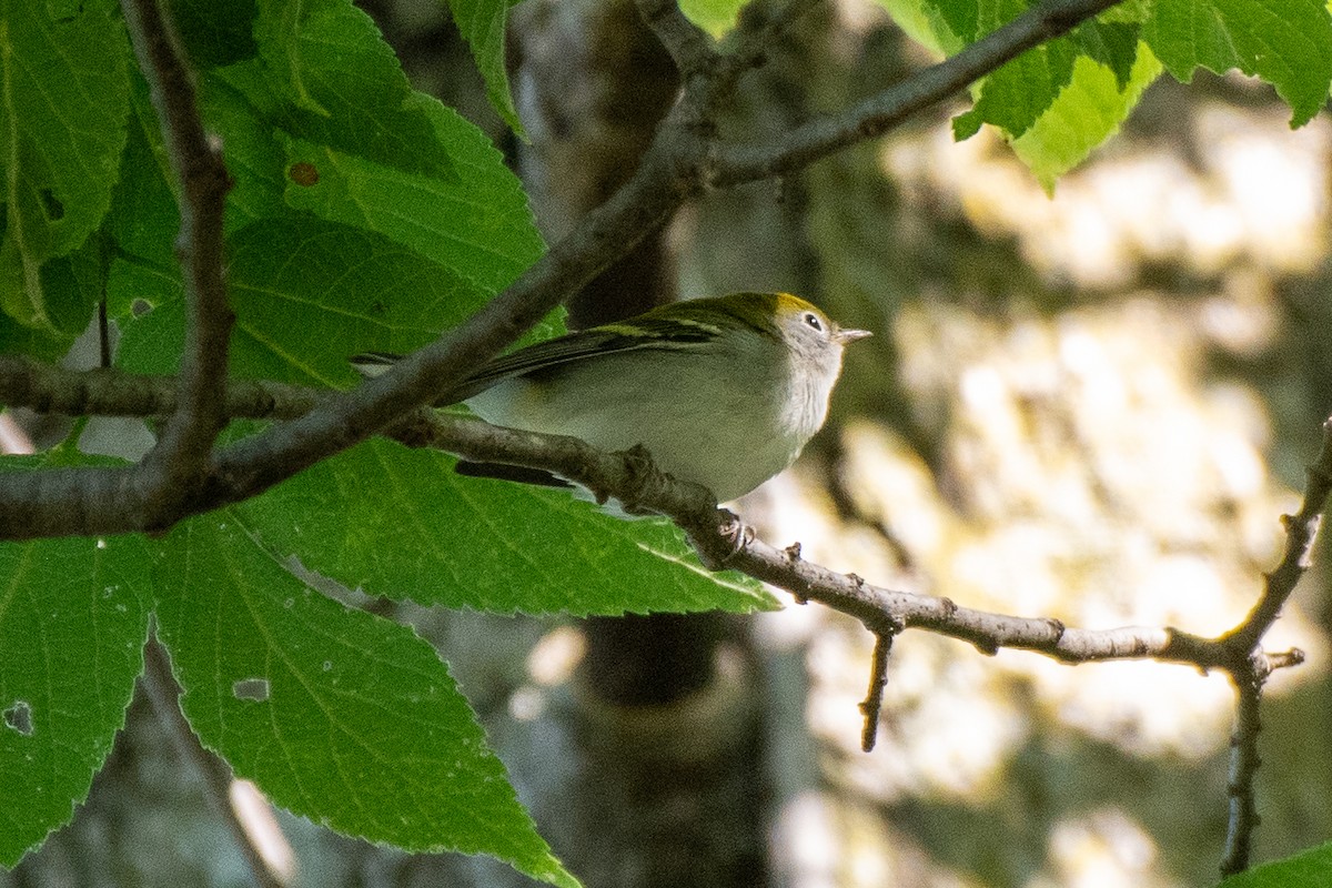 Chestnut-sided Warbler - ML623602755