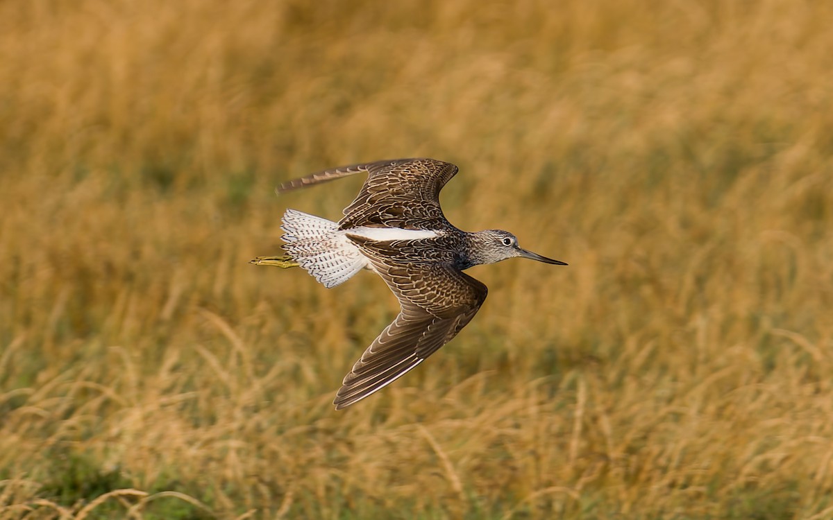 Common Greenshank - ML623602756