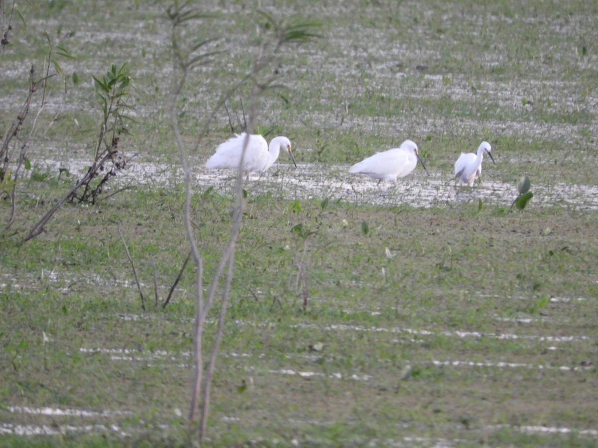 Snowy Egret - ML623602757