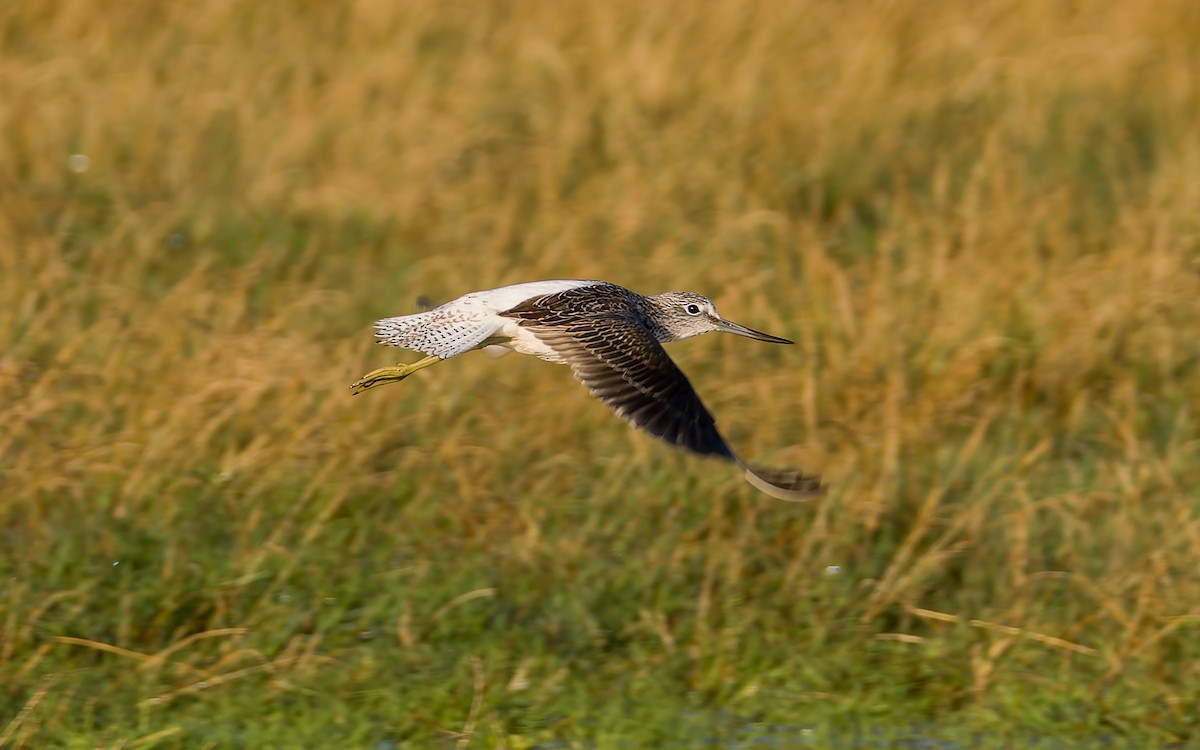 Common Greenshank - ML623602758