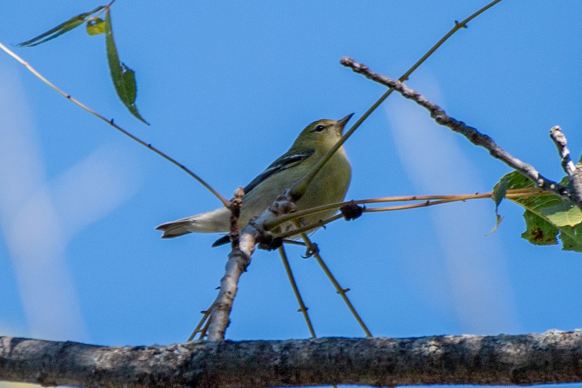 Bay-breasted Warbler - ML623602764