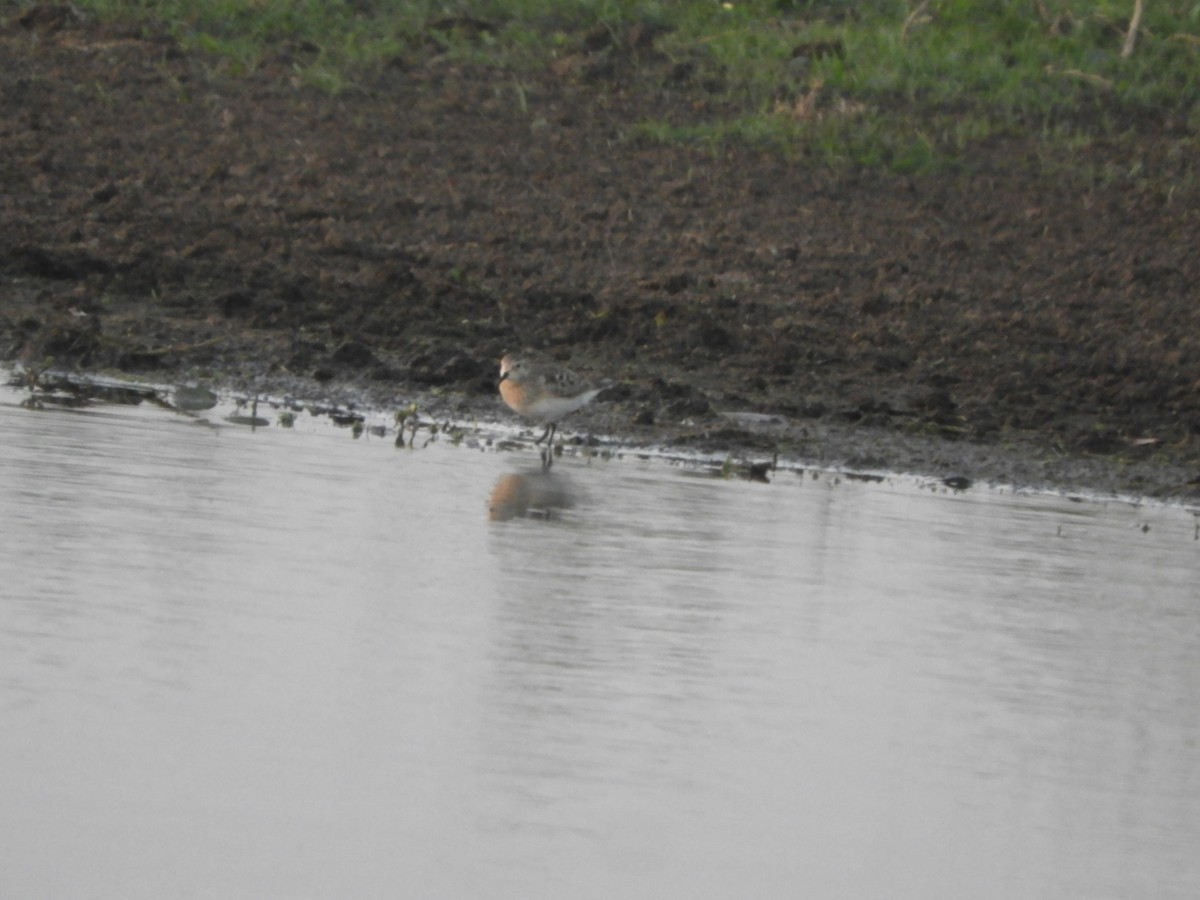 Pectoral Sandpiper - ML623602767