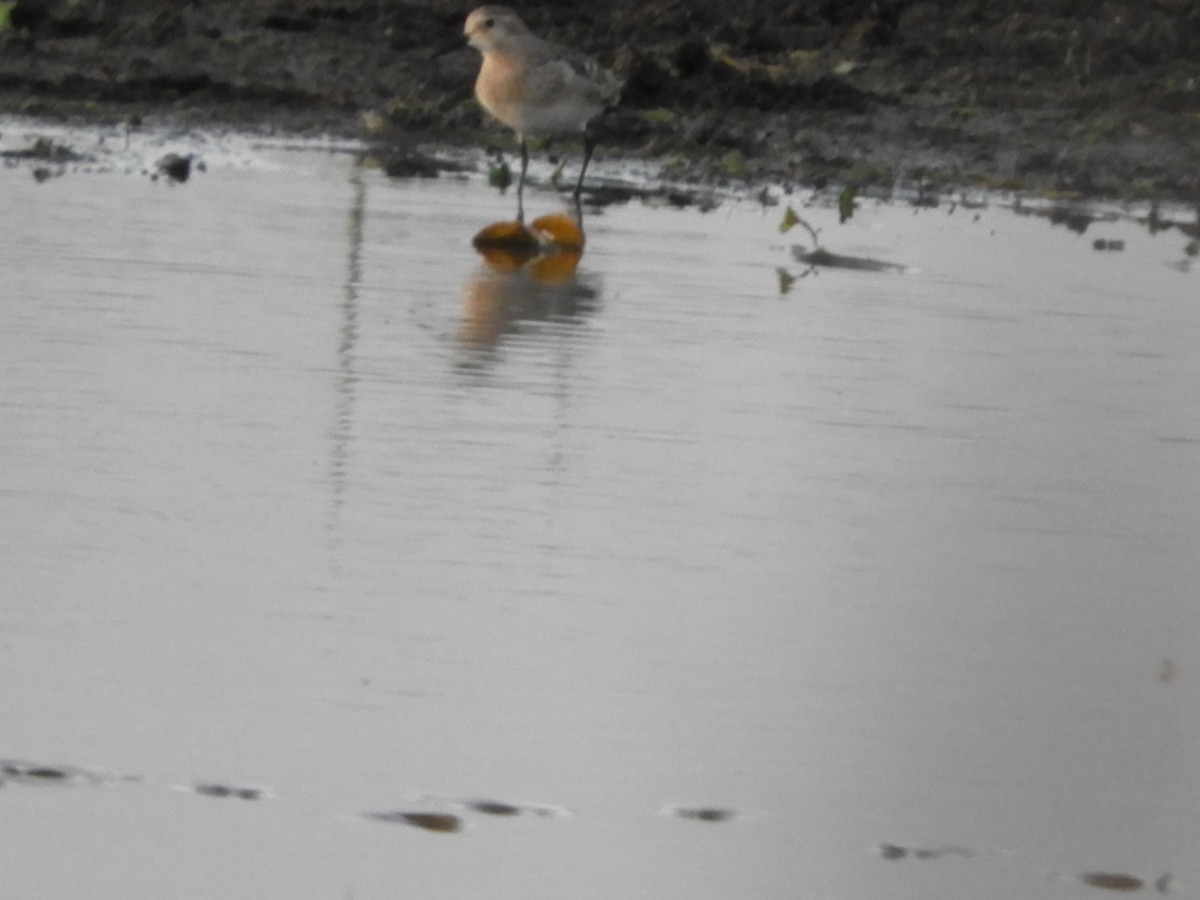 Pectoral Sandpiper - ML623602768