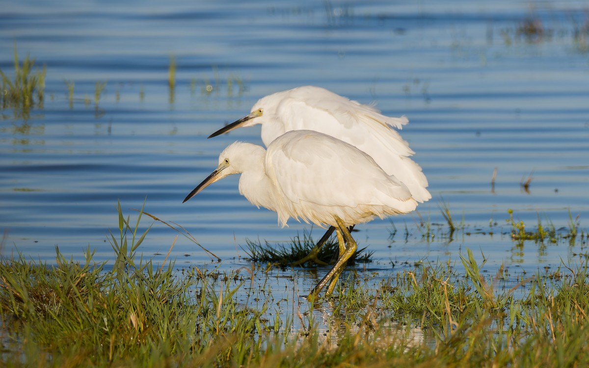 Little Egret (Western) - ML623602780