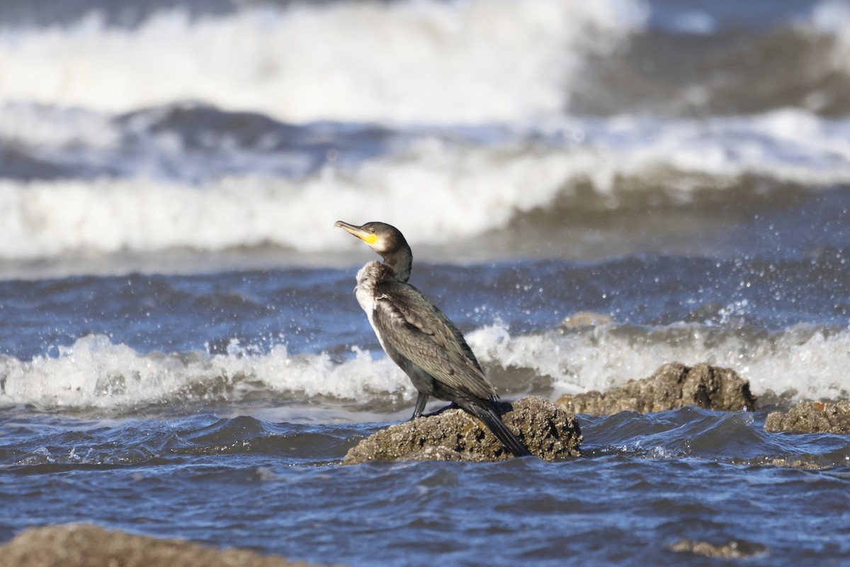 Great Cormorant - ML623602782