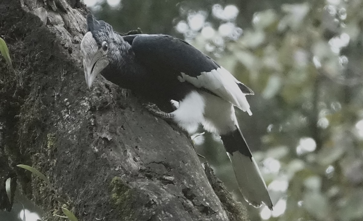 Black-and-white-casqued Hornbill - ML623602794