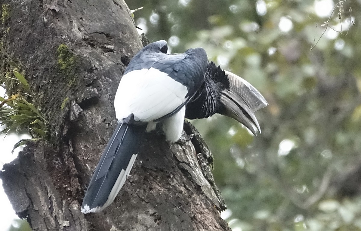 Black-and-white-casqued Hornbill - Martin Brookes