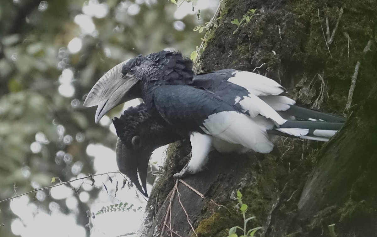 Black-and-white-casqued Hornbill - ML623602796